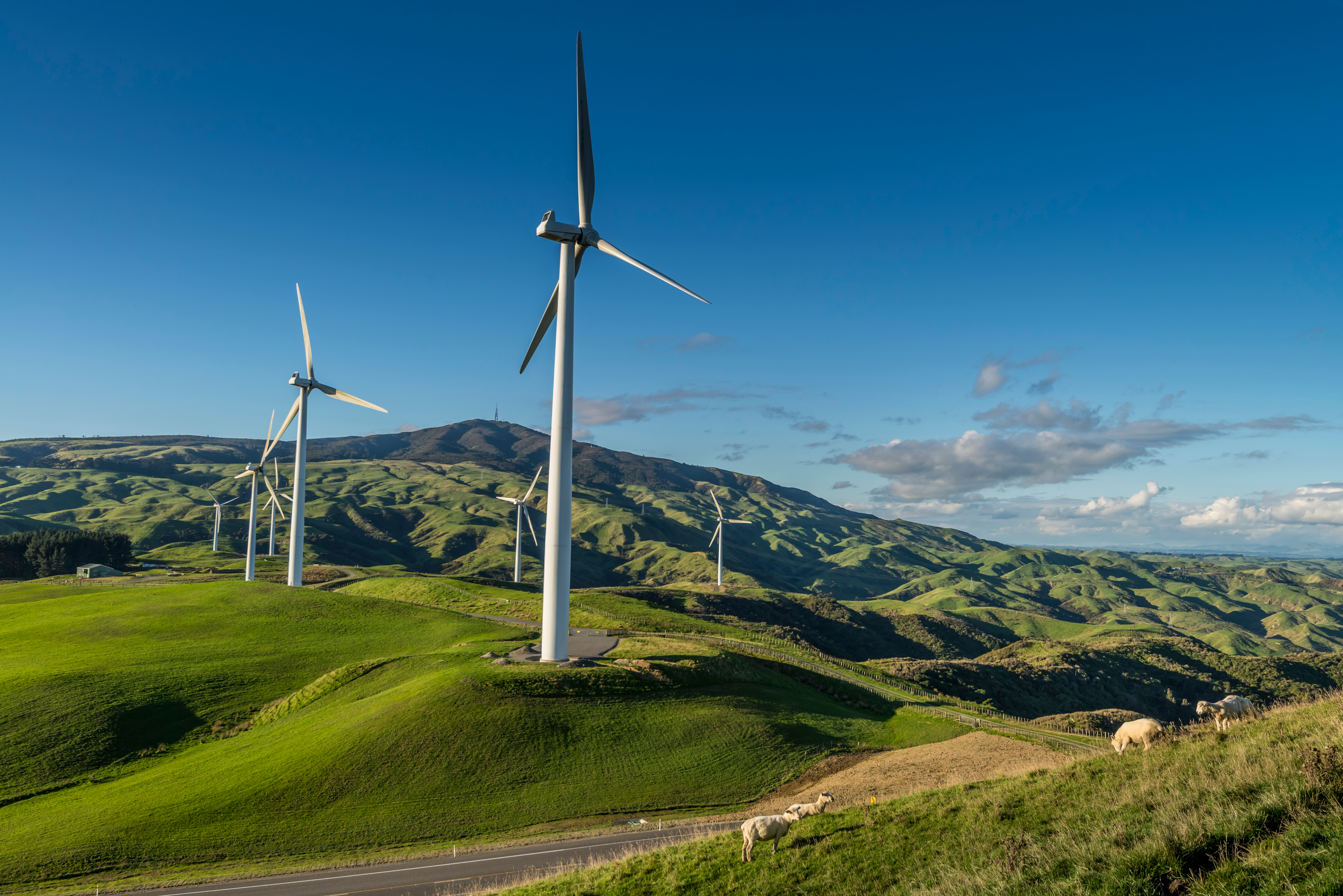 Image of wind turbines on rolling hills next to a road on a sunny day in New Zealand, with sheep in the foreground