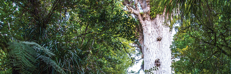 Decorative image: a kauri tree in a forest in Northland
