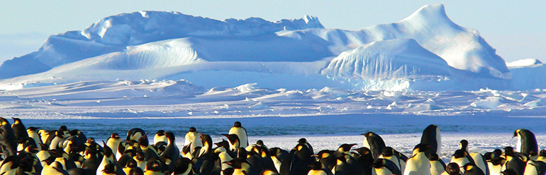 Decorative image: many Emperor penguins shown in front of a craggy landscape of ice