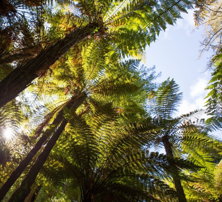 Decorative image. A photo lookup up at a canopy of ferns with a blue sky beyond.