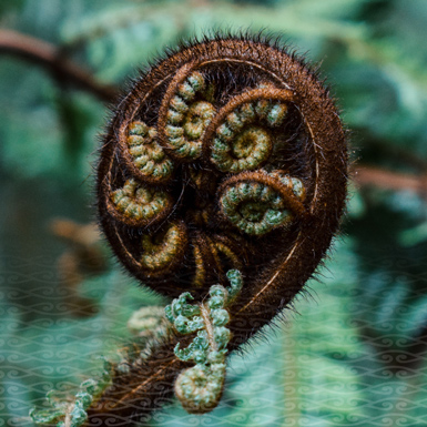 Image of fern with a pattern superimposed at the bottom