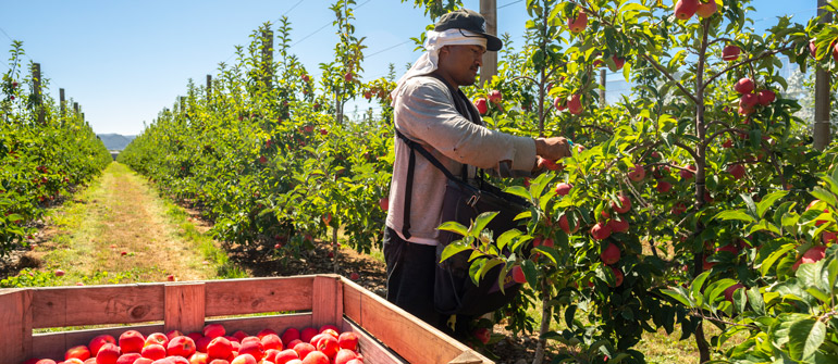 Worker picking peaches on an orchard