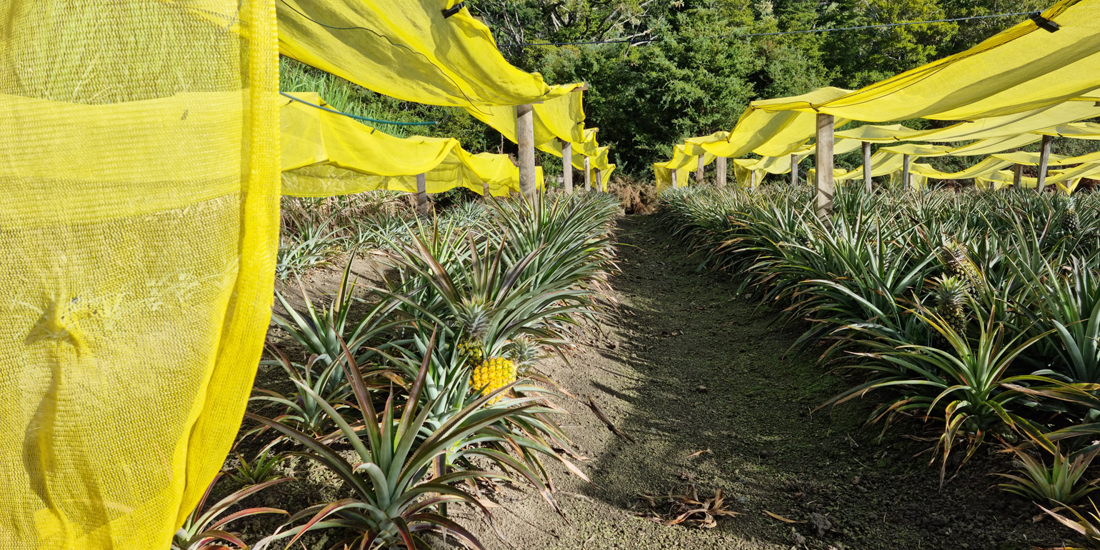 Pineapple farm