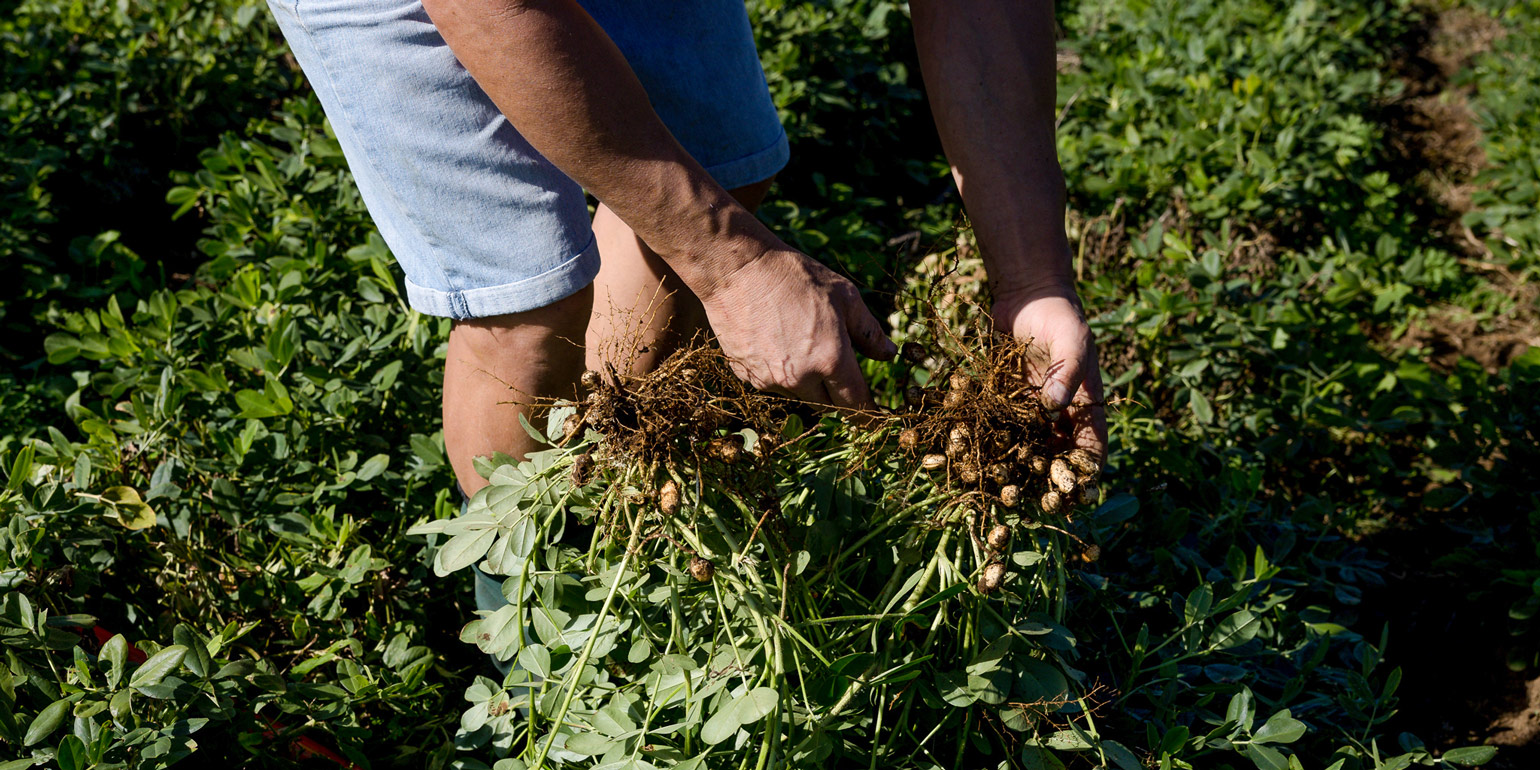 Person pulling up peanuts grown in the ground