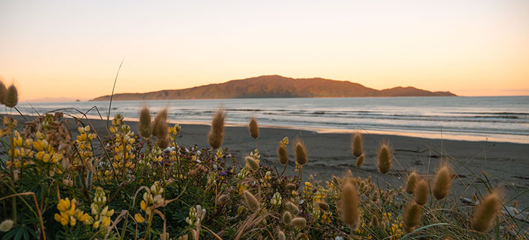 A photo from the dunes on Paraparaumu Beach looking out to Kāpiti Island