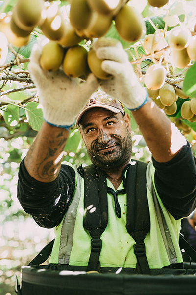 A male horticultural worker picks kiwifruit © New Zealand Kiwifruit Growers Inc (NZKGI)