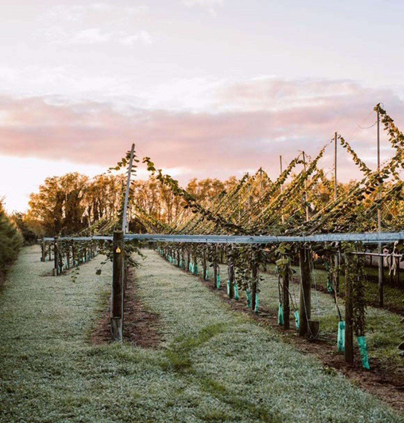 Rows of vines