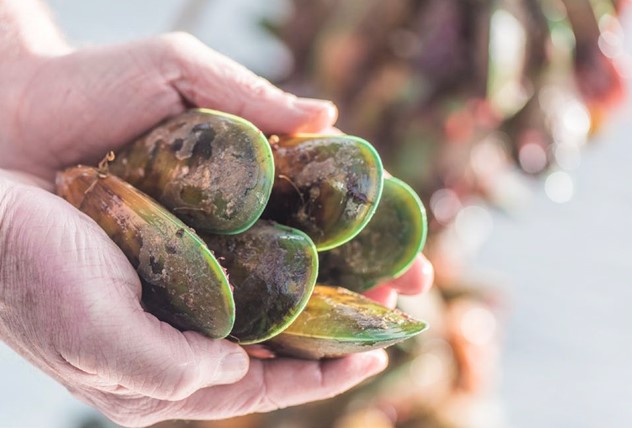 Image of persons hands holding green lipped mussels