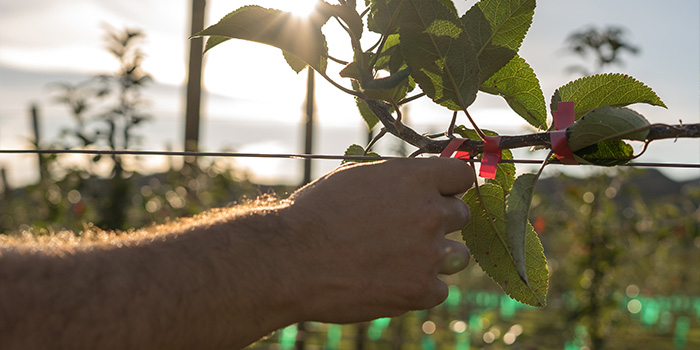 Hand picking orchard leaves 