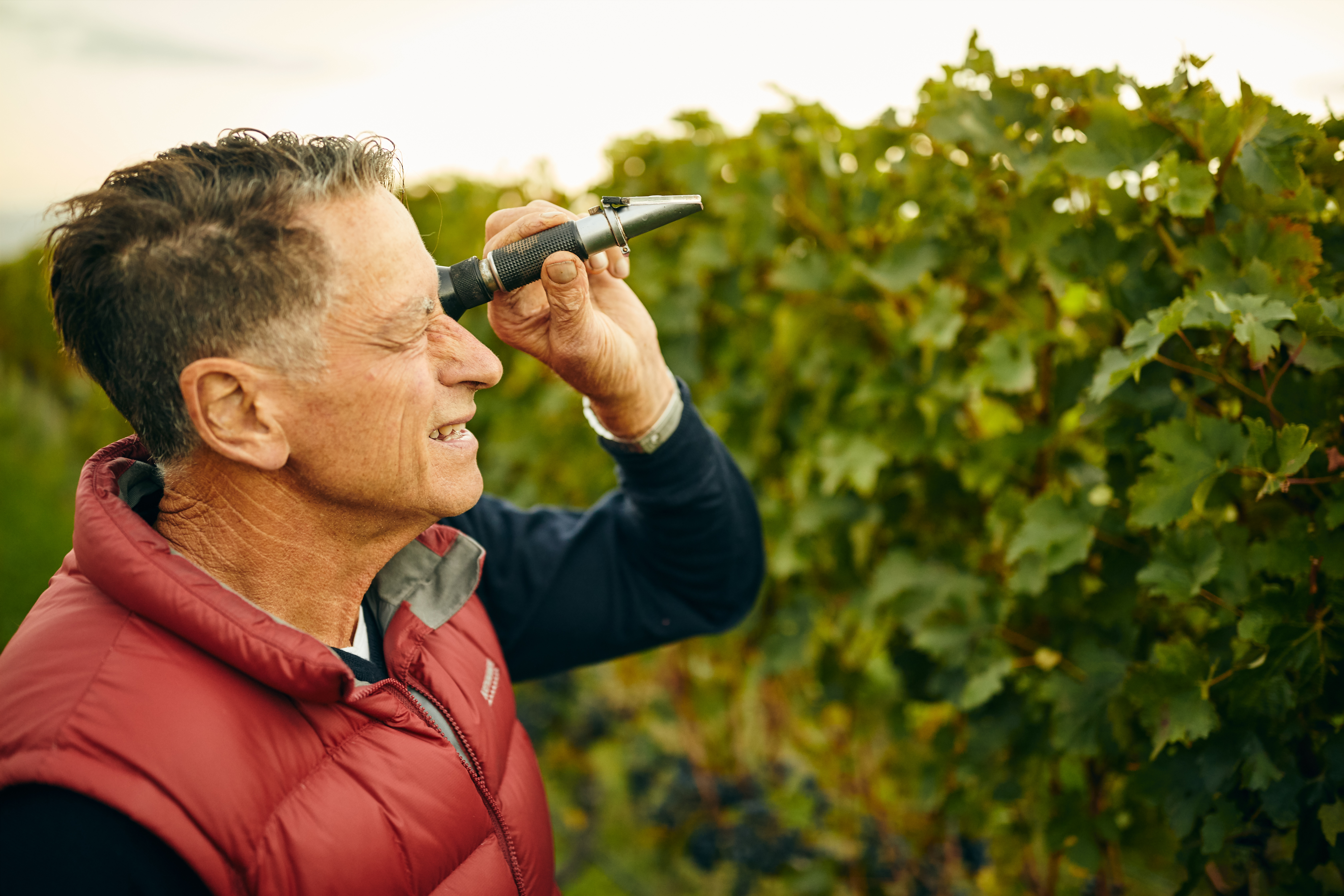 Harvest at Hans Herzog vineyard