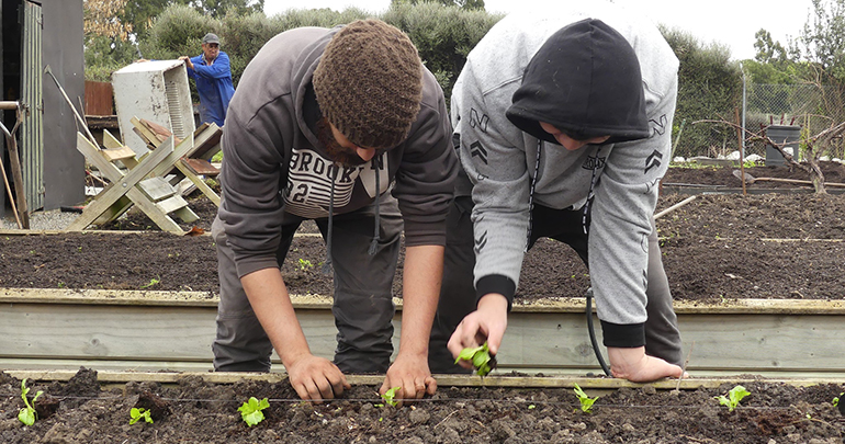 Two men planting seedlings into a planter box.