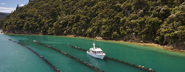 A fishing boat sitting between rows of mussel buoys with native bush in the background.