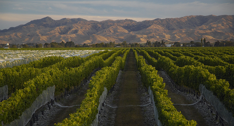 Marlborough vineyard with hills in the background.