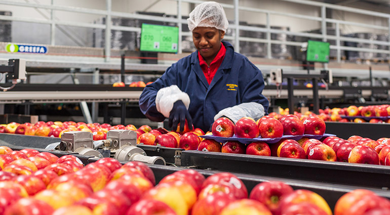 Worker sorting apples on a production line.