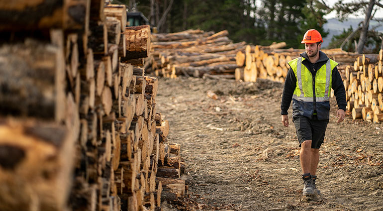Forestry worker walking through piles of neatly stacked logs.