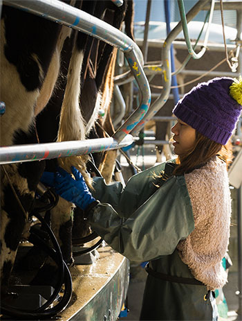 A female dairy worker reaching towards cows to adjust a milking machine