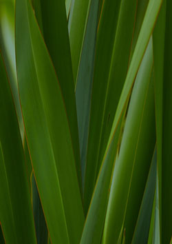 Flax leaves