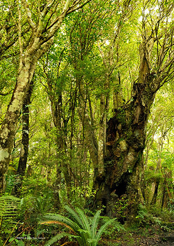 A stand of native trees stretches towards the sky