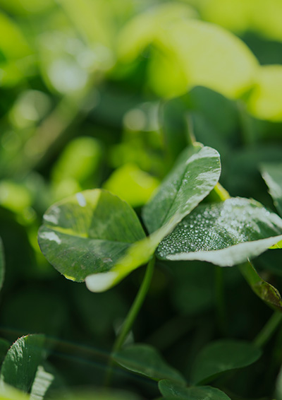 Dew glistens on the young leaves of a green crop