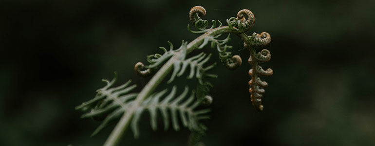 A fern frond.