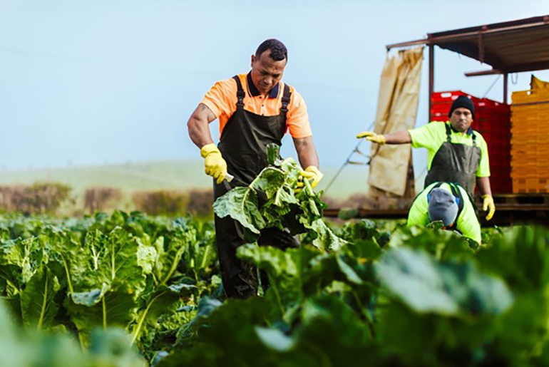 Workers picking vegetables from field