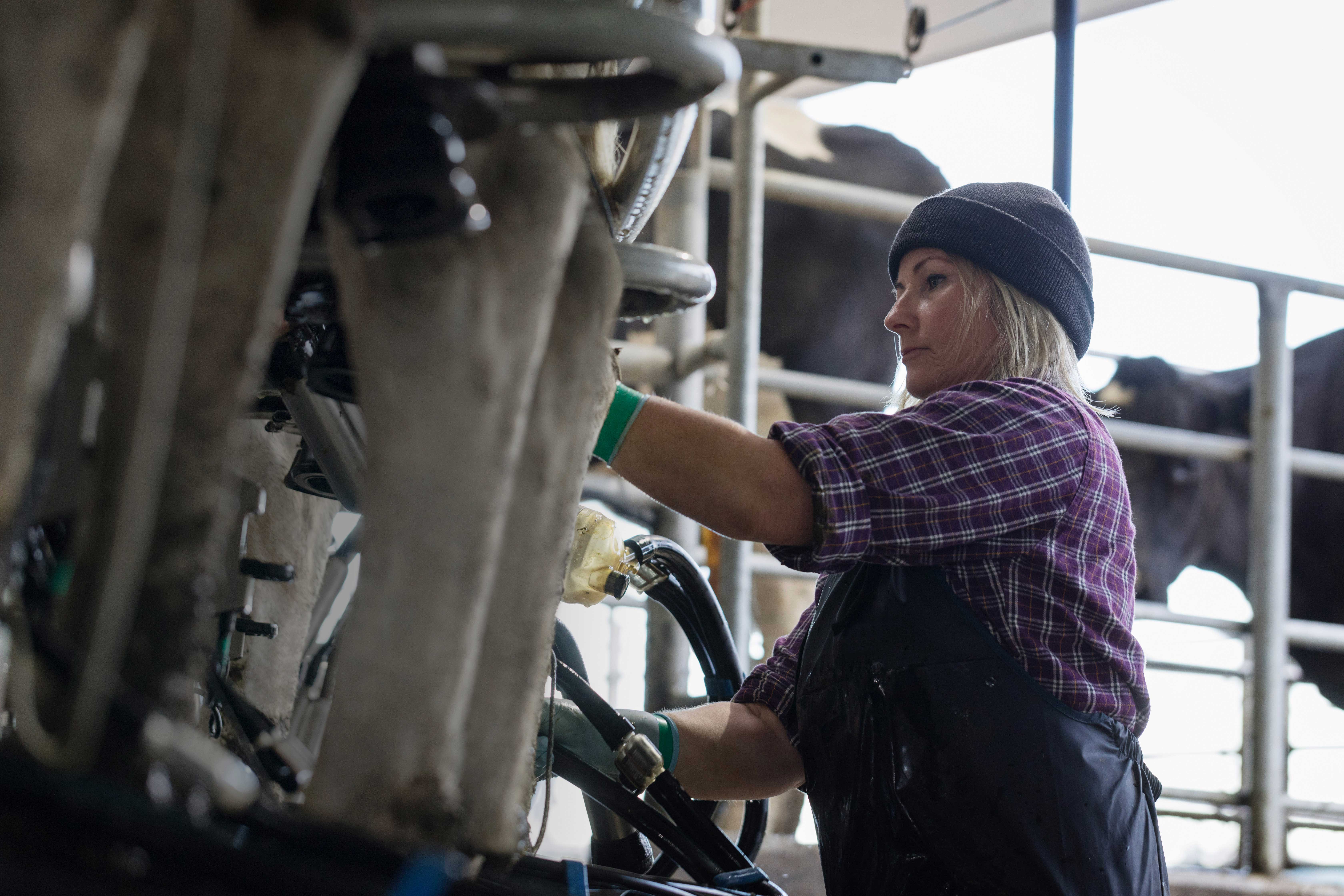 Farm worker in a milking shed milking cows