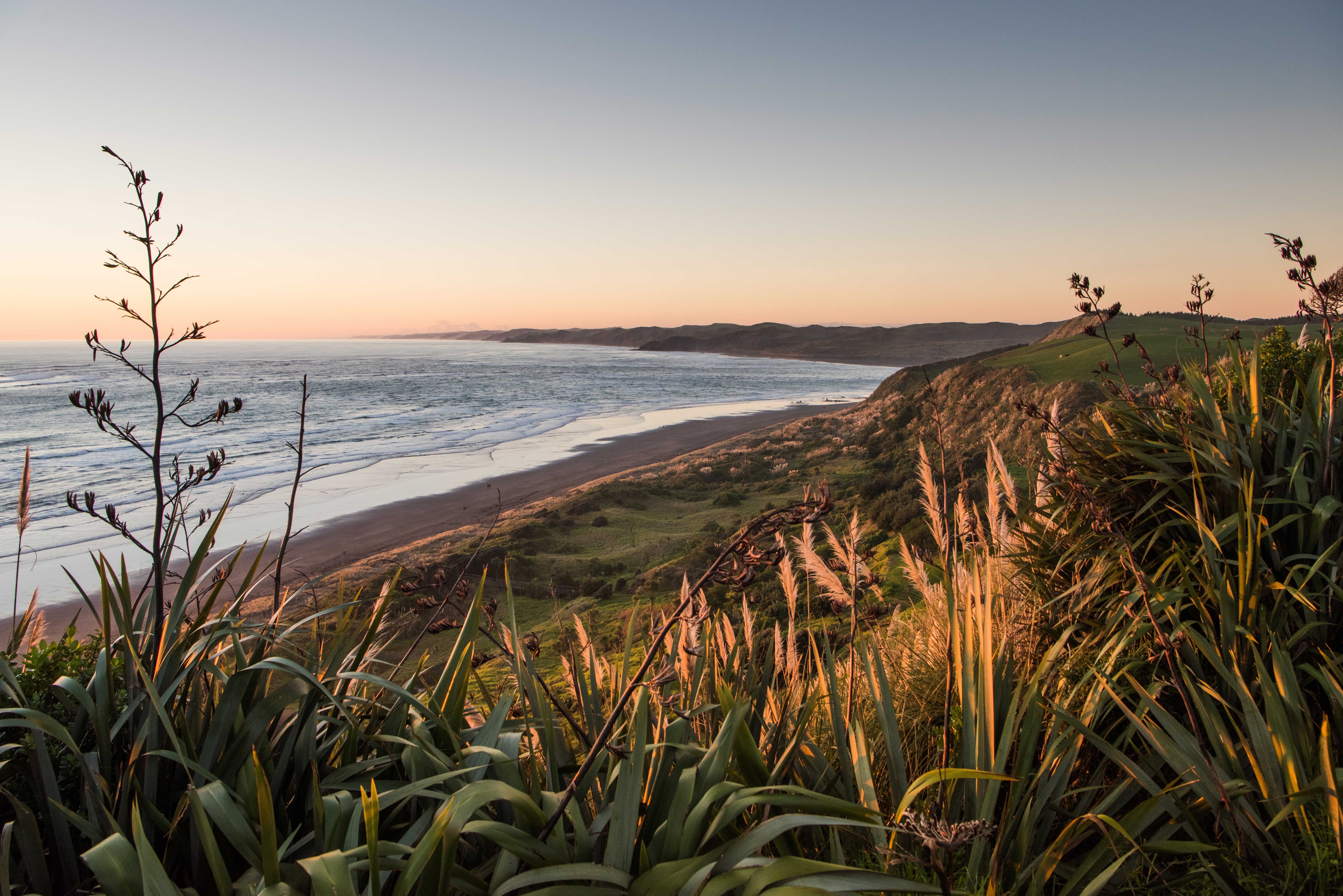 Photo of Raglan beach with harakeke in the foreground