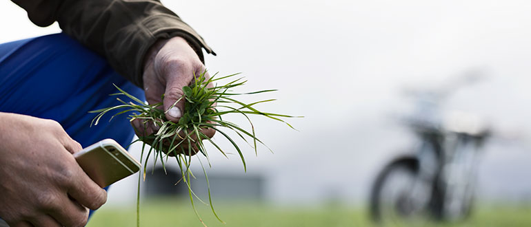 Hand holding grass and another hand holding a phone