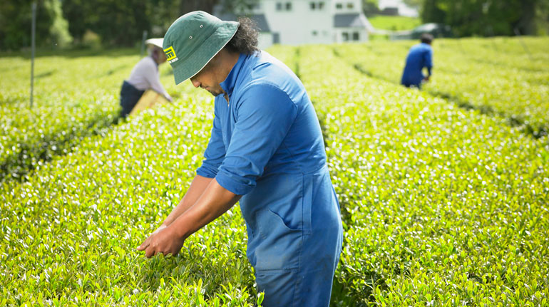 Person picking tea