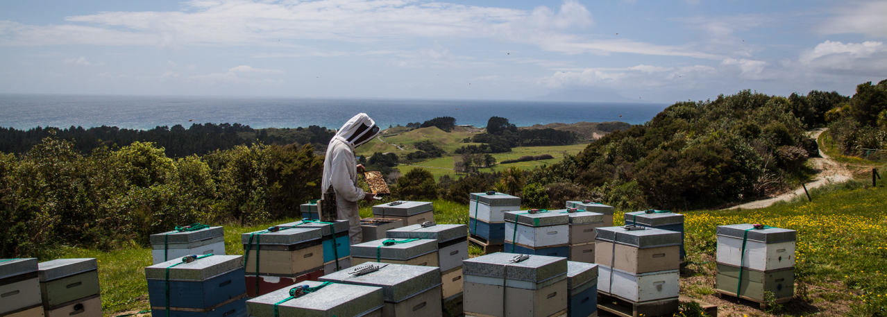 Health and safety strategy: Apiarist checking on bees