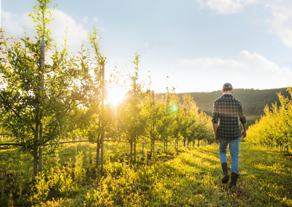 Person walking between rows of trees in an orchard. The sun is low in the sky.