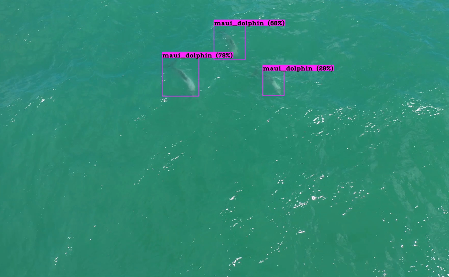 Aerial photographs of Maui dolphins