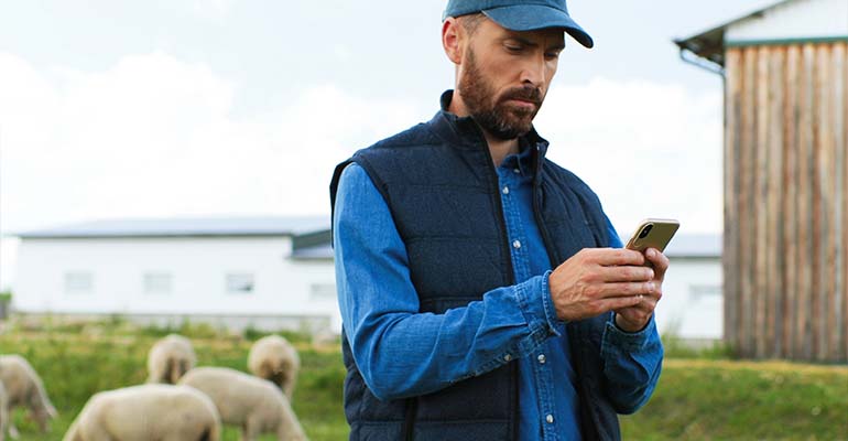 Man using his phone with grazing sheep and farm sheds in the background.