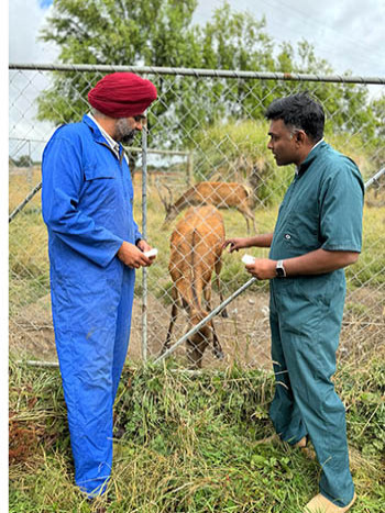 Dr. Preet Singh, Massey University and Dr. Sujay Prabakar, LASRA at the Massey University Deer farm