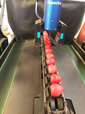 Fruit on belt being fed into automatic grading machine