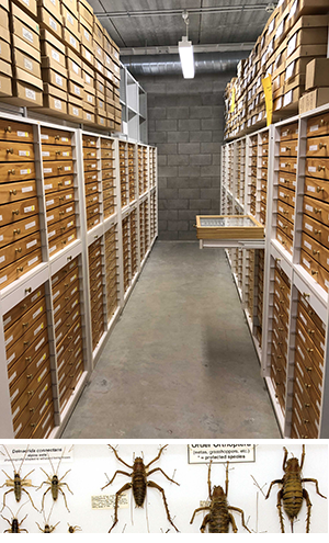 9.	A room full of drawers containing a collection of insect specimens and a close up of insects on a tray.