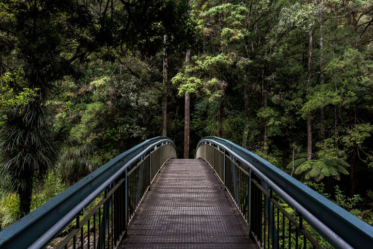 Photograph of a walking bridge leading into a native forest.
