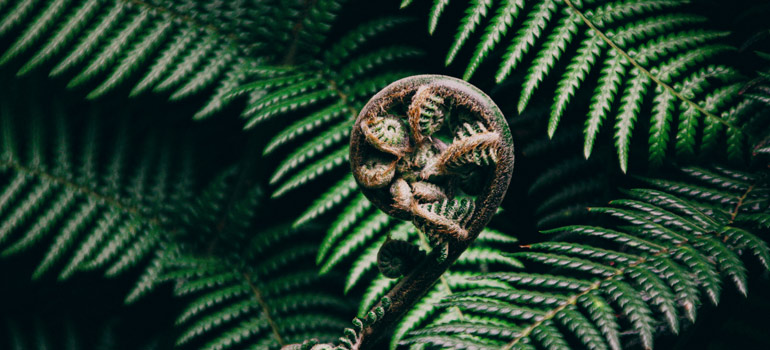 fern frond 770 350