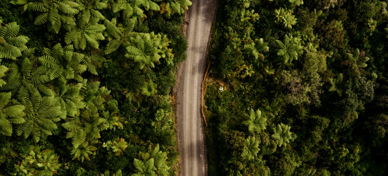 forest from above 770x350