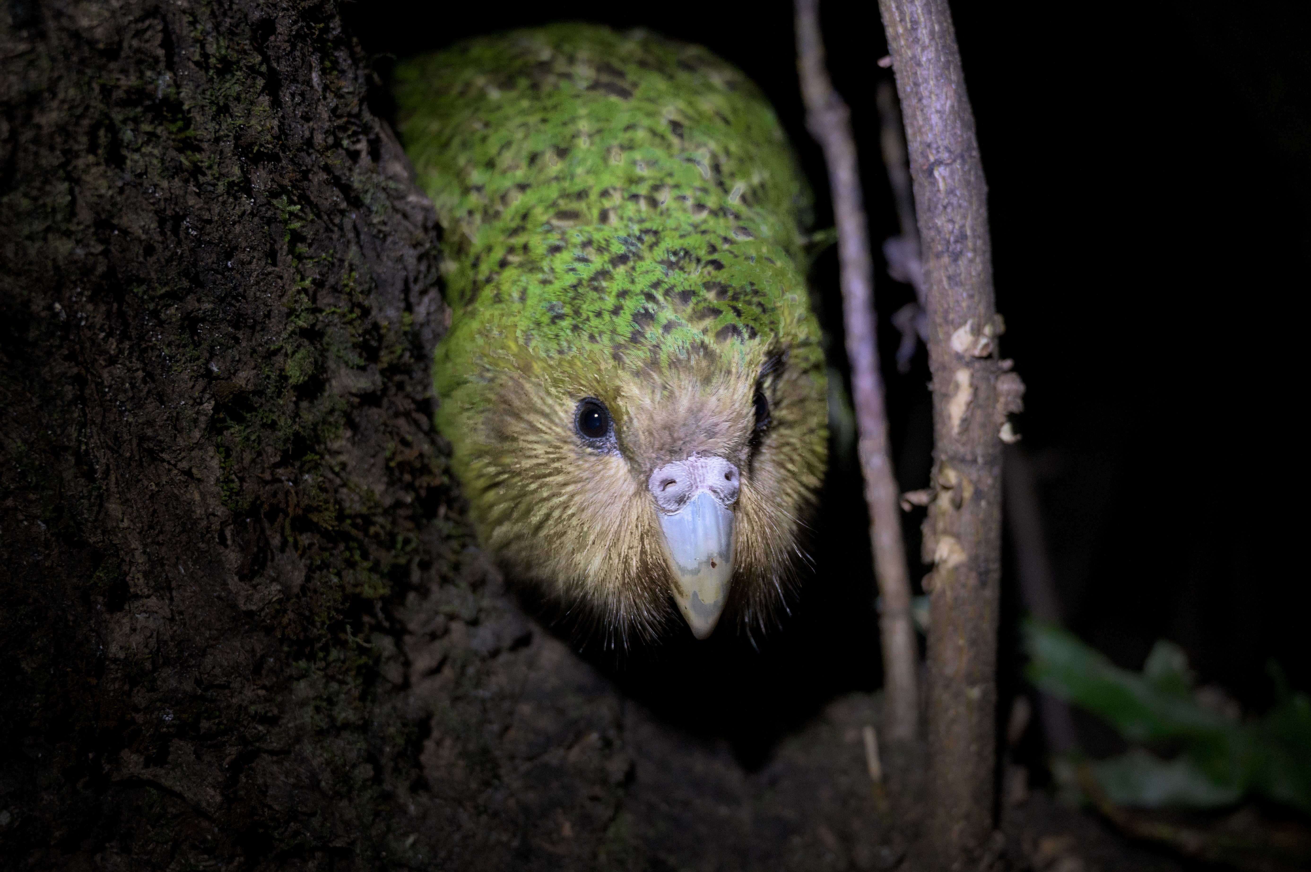 Close-up picture of a Kākāpō with green plumage in native bush walking into the light towards the camera out of darkness.