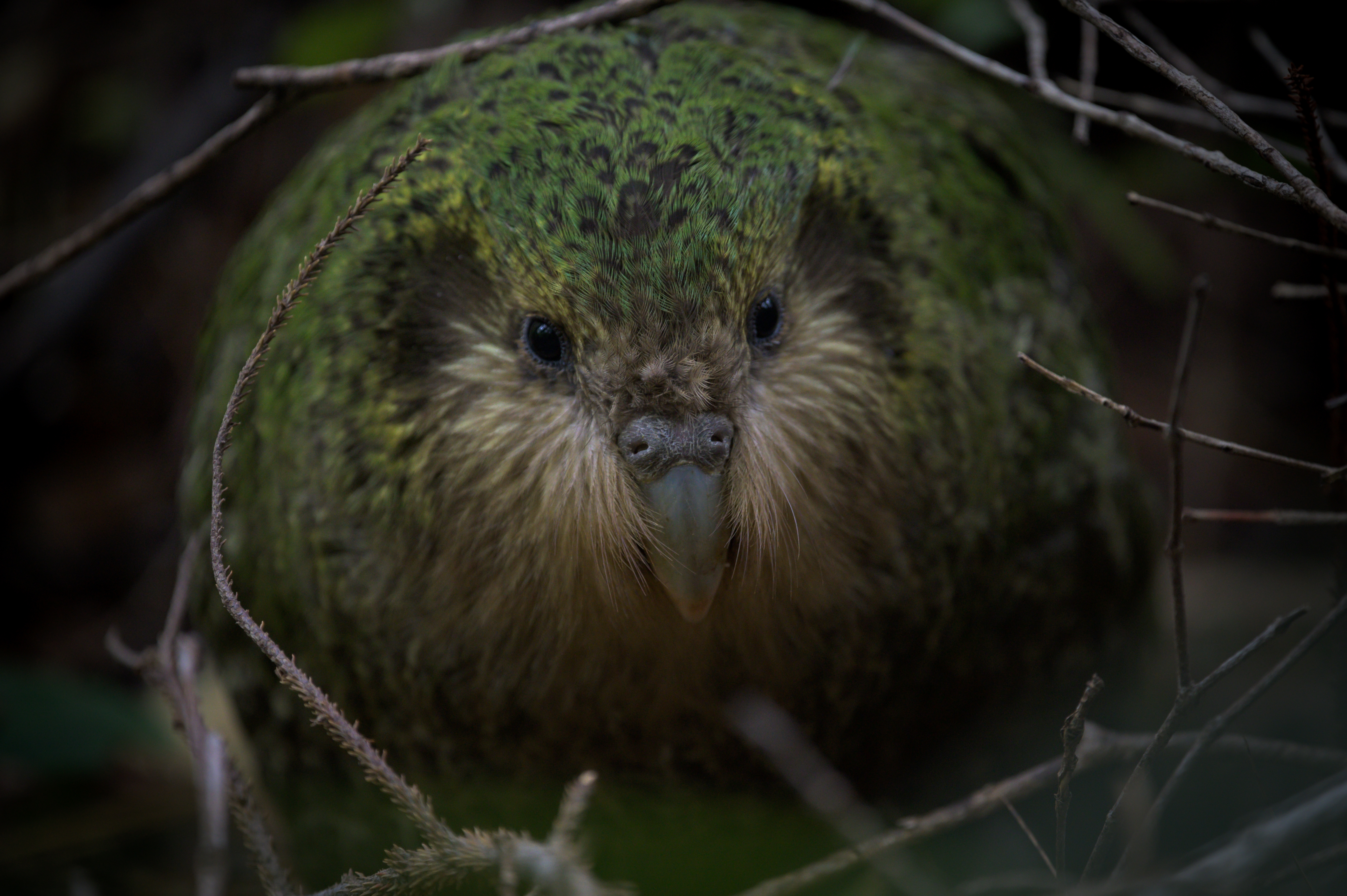 Close up picture of a Kākāpō with green plumage in native bush in mid-light looking directly at the camera