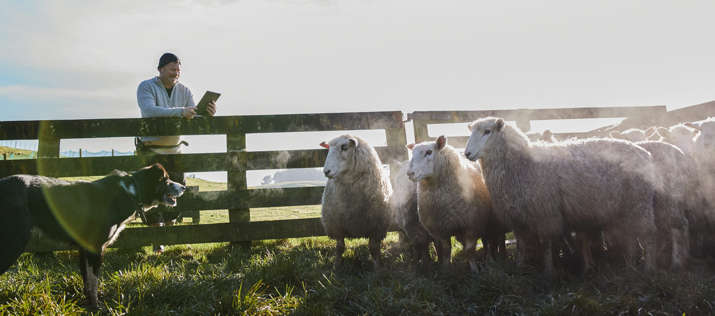 Farmer looking at tablet with sheep and dog in the foreground