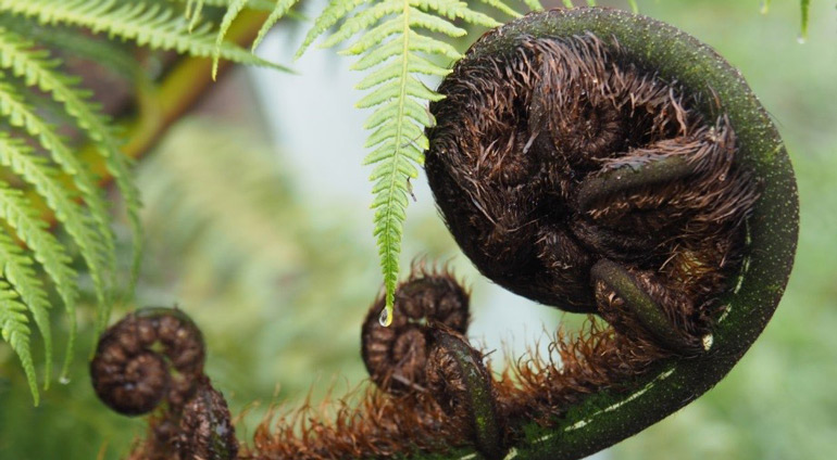 Fern frond