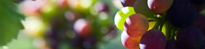 grape banner 1